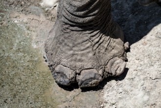 Detail, foot and toes, African elephant (Loxodonta africana), Etosha National Park, Namibia