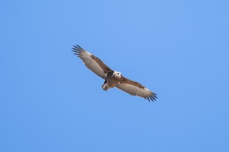 Savannah eagle or eagle of prey (Aquila rapax), bird of prey flying, Etosha National Park, Namibia