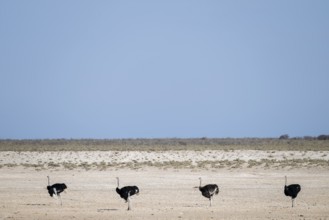Funny, Four males, Common ostrich (Struthio camelus) running through savannah, Etosha National