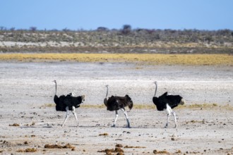 Funny, Three males, Common ostrich (Struthio camelus) running through savannah, Etosha National