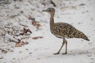 Red-crested Bustard (Lophotis ruficrista), Etosha National Park, Namibia