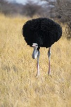 Male common ostrich (Struthio camelus) running through savannah, Etosha National Park, Namibia