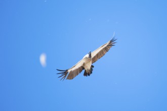 White-backed vulture (Gyps africanus), bird of prey flying, Etosha National Park, Namibia