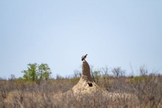 Vulture sitting on termite hill, Etosha National Park, Namibia