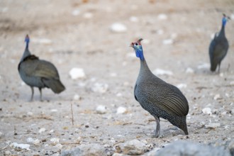 Helmeted guinea fowl (Numida meleagris), Etosha National Park, Namibia