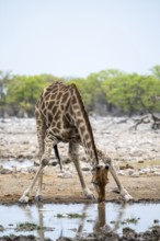 Angola giraffe (Giraffa giraffa angolensis) drinking, Etosha National Park, Namibia
