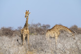 Two Angola giraffes (Giraffa giraffa angolensis), Etosha National Park, Namibia