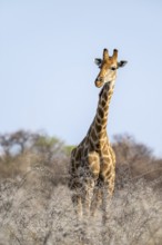 Angola giraffe (Giraffa giraffa angolensis), Etosha National Park, Namibia