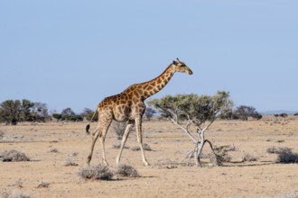 Angola giraffe (Giraffa giraffa angolensis), Etosha National Park, Namibia