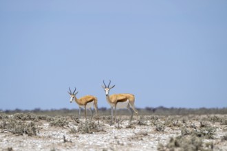 Springbok (Antidorcas marsupialis), Etosha National Park, Namibia