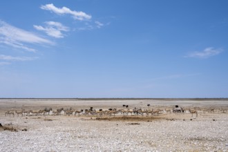 Salt pan in Etosha National Park with animals, Namibia