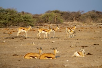 Impala (Aepyceros melampus), Etosha National Park, Namibia
