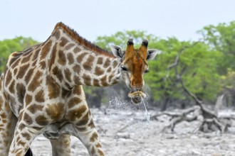 Angola giraffe (Giraffa giraffa angolensis) drinking merrily, Etosha National Park, Namibia