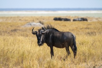 Blue wildebeest (Connochaetes taurinus), Etosha National Park, Namibia