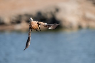 Burchell's sandgrouse (Pterocles burchelli) in flight, Savuti, Chobe Nationalpark, Botswana