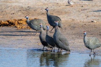 Helmeted guinea fowl (Numida meleagris), Savuti, Chobe Nationalpark, Botswana