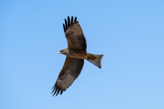 Black kite (Milvus migrans) flying against a blue sky, Savuti, Chobe Nationalpark, Botswana