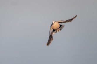 Eurasian collared dove (Streptopelia decaocto) in flight, Savuti, Chobe Nationalpark, Botswana