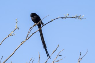 Magpie Shrike (Urolestes melanoleucus), also known as the African long-tailed shrike, Savuti, Chobe