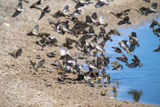Swarm of sparrows in flight, Savuti, Chobe Nationalpark, Botswana