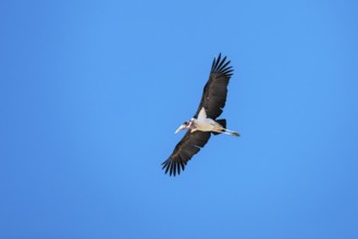 Marabu (Leptoptilos crumenifer) in flight, Savuti, Chobe Nationalpark, Botswana