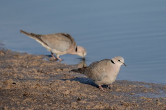 Eurasian collared dove (Streptopelia decaocto) at waterhole, Savuti, Chobe Nationalpark, Botswana