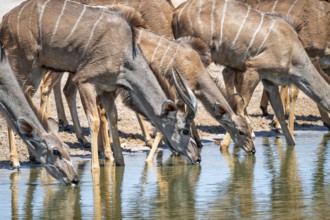 Female drinking at waterhole, Greater kudu (Tragelaphus strepsiceros), Savuti, Chobe National Park,