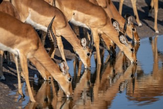 Impalas (Aepyceros melampus) drinking at the waterhole, beautiful picture with reflection, Savuti,