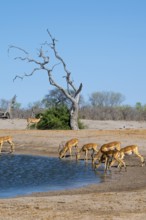 Impala (Aepyceros melampus) drinking at a waterhole, Savuti, Chobe National Park, Botswana