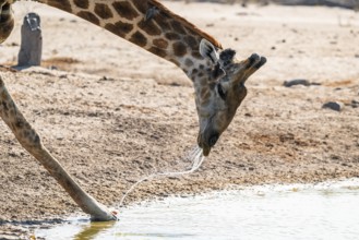 Cape giraffe (Giraffa giraffa giraffa) drinking merrily, Savuti, Chobe National Park, Botswana