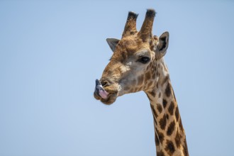 Cape giraffe (Giraffa giraffa giraffa) sticks out its tongue, funny, Savuti, Chobe National Park,