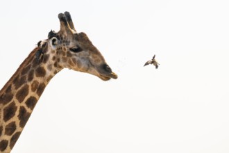 Cape giraffe (Giraffa giraffa giraffa) and bird, funny, Savuti, Chobe National Park, Botswana
