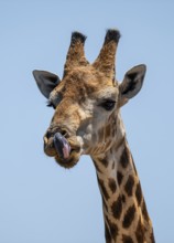 Cape giraffe (Giraffa giraffa giraffa) sticks out its tongue, funny, Savuti, Chobe National Park,