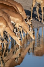Impalas (Aepyceros melampus) drinking at the waterhole, beautiful picture with reflection, Savuti,