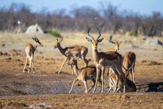 Impalas (Aepyceros melampus), Savuti, Chobe National Park, Botswana