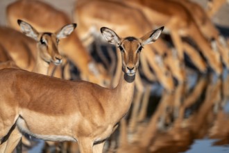 Animal portrait, Impala (Aepyceros melampus), Savuti, Chobe National Park, Botswana