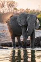 Elephant splashing itself with water, African elephant (Loxodonta africana) at the waterhole,