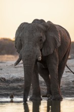 African elephant (Loxodonta africana) at the waterhole, sunset, Savuti, Chobe National Park,