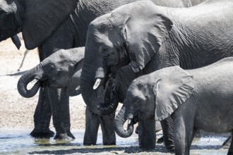 Herd of elephants at a waterhole, African elephant (Loxodonta africana), Savuti, Chobe National