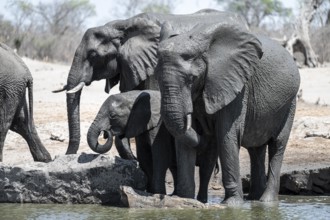 African elephant (Loxodonta africana) splashing itself with mud, Savuti, Chobe National Park,