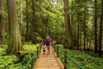 Tourists walking on the hemlock grove boardwalk amidst lush green ferns and towering trees,