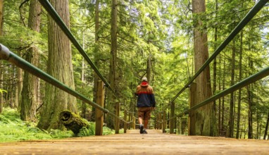 Hiker walking on a wooden boardwalk surrounded by lush green forest and giant trees in hemlock