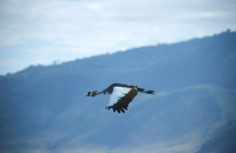 Crowned Crane (Balearica Pavonina) in flight, Ngorongoro Crater, Tanzania, Africa, June 2000,