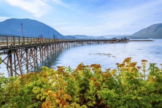 Vibrant yellow wildflowers framing a long wooden pier extending into the tranquil waters of shuswap