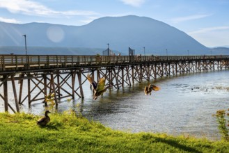 Ducks are flying near a long wooden pier on a sunny day with tourists walking on it and mountains
