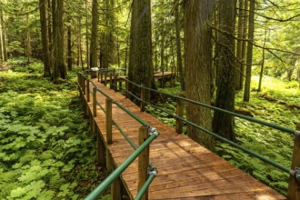 Sunlight filters through the towering hemlock trees, illuminating a wooden boardwalk that meanders