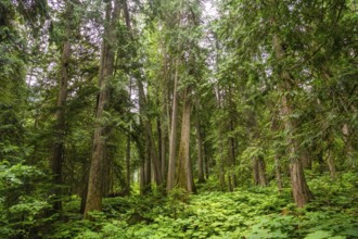 Majestic cedars rise from a vibrant carpet of ferns and devil's club, creating a serene and