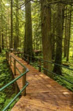 Sunlight filters through the towering hemlock trees, illuminating a wooden boardwalk that meanders