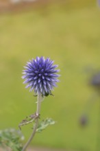 Blue globe thistle (Echinops ritro), flower, ornamental plant in a garden, Wilnsdorf, North
