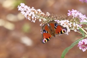 Peacock butterfly (Inachis io) sucking nectar on butterfly bush (Buddleja davidii), in a natural
